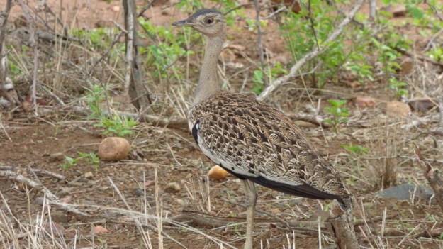 P1180809 Red-crested Korhaan by Earl 2019-11-24 9-27-40 AM