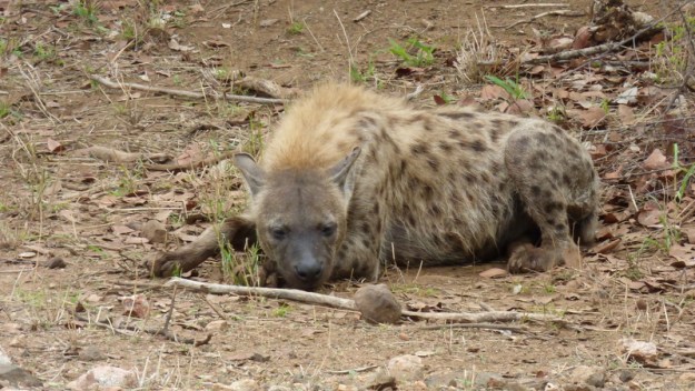 P1180827 Hyaena by Earl 2019-11-26 6-57-40 AM