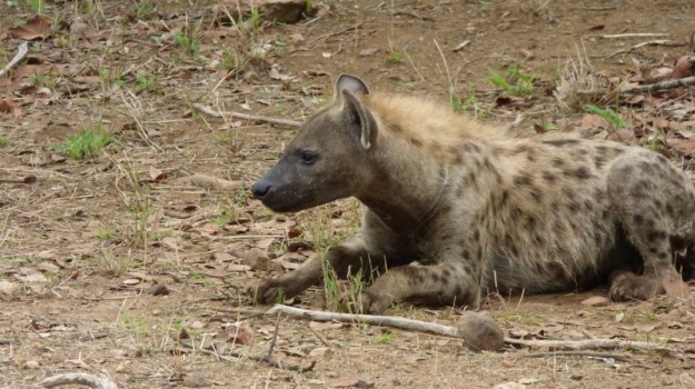 P1180828 Hyaena by Earl 2019-11-26 6-57-49 AM