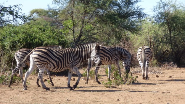 P1180902 Zebra 2019-11-28 3-39-38 PM