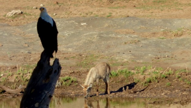 P1180918 Fish Eagle and Waterbuck 2019-11-29 4-46-29 PM 2019-11-29 4-46-29 PM.JPG