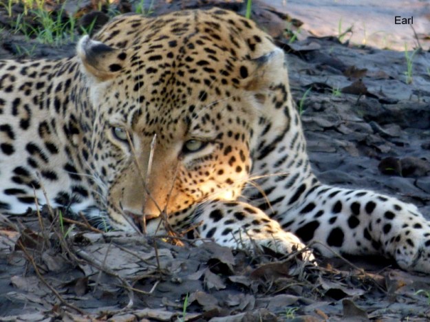P1180928 Leopard head on paws Earl 2019-11-29 6-01-23 PM