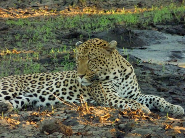 P1180932 Leopard sleepy Earl 2019-11-29 6-08-59 PM