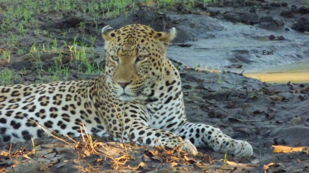 P1180933 Leopard face on Earl 2019-11-29 6-09-04 PM