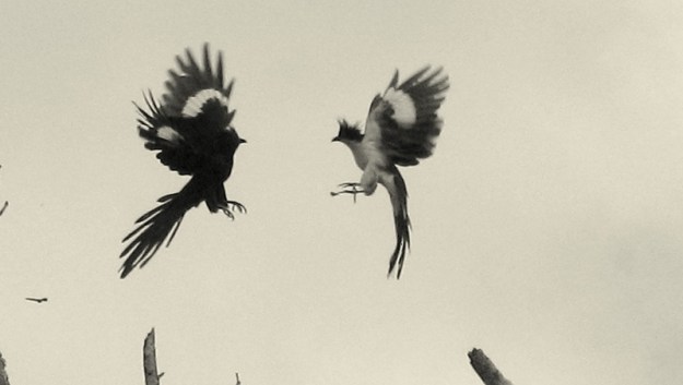 Cuckoo-Jacobin-Conflict two