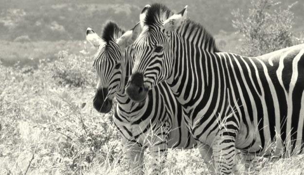 IMG_0686 zebra 2018-01-03 2-15-03 PM.JPG