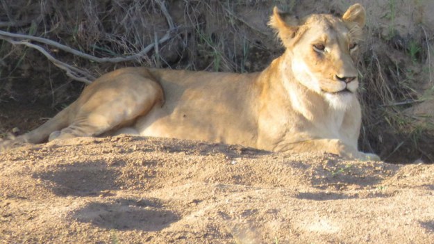 IMG_1479 Lioness 2018-01-07 5-50-14 PM