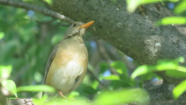 IMG_5911 Kurrichane thrush in tree Mopani Restaurant 2019-11-30 7-24-17 AM