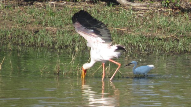 IMG_5917 Yellow-billed Stork and Little Egret fishing Mopani 2019-11-30 7-29-49 AM
