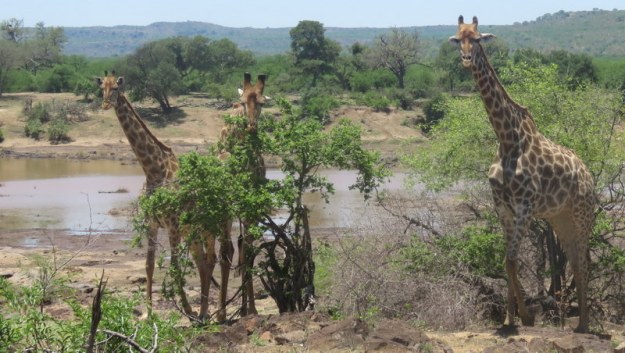 IMG_5992 Giraffe 2019-11-30 12-19-53