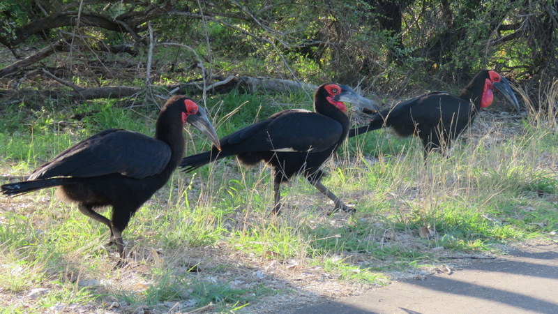 IMG_6311 Ground Hornbills 2019-12-02 6-50-55 AM.JPG
