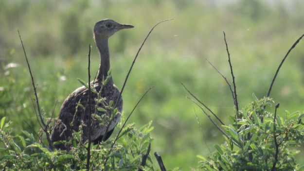 IMG_6321 Red-crested Korhaan in a bush 2019-12-02 7-02-57 AM