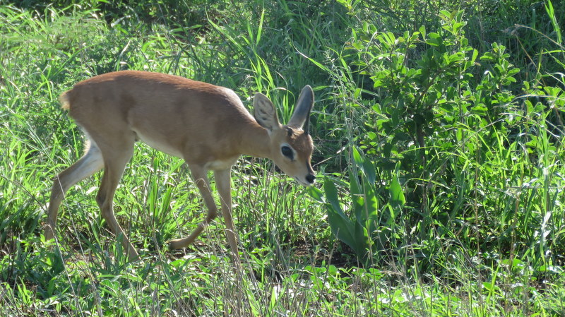 IMG_6332 Steenbok 2019-12-02 7-42-53 AM