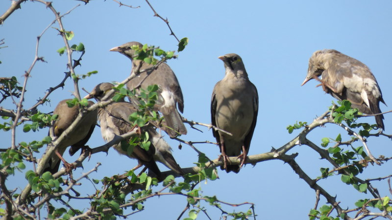 IMG_6354 Wattled Starling in a tree 2019-12-02 8-00-35 AM