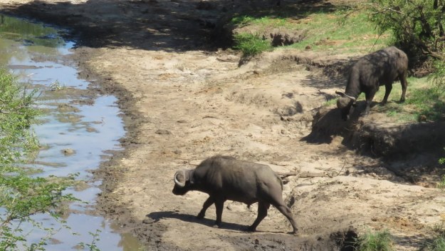 IMG_6363 Buffalo at River 2019-12-02 2-29-32 PM