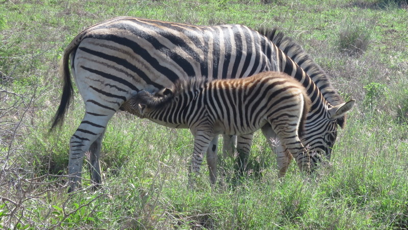 IMG_6369 Zebra baby feeding 2019-12-02 2-55-07 PM