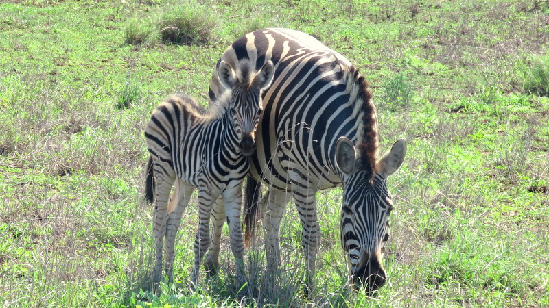 IMG_6375 Zebra and child 2019-12-02 2-55-57 PM