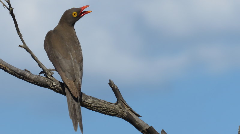 IMG_6390 Red-billed Oxpecker 2019-12-02 3-51-55 PM