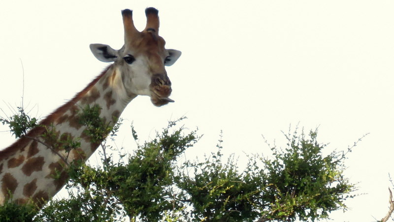 IMG_6401 Giraffe sticks out tongue so waah 2019-12-02 4-54-22 PM