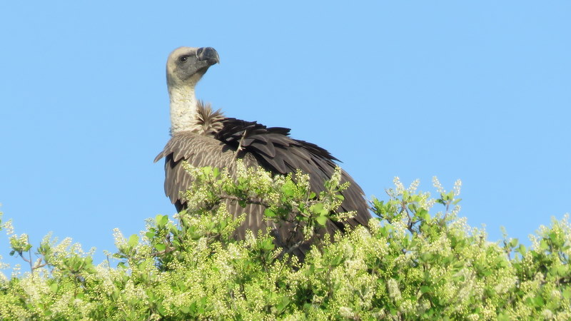 IMG_6406 White-backed Vulture 2019-12-02 5-13-14 PM