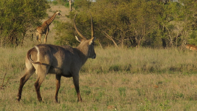 IMG_6415 Waterbuck with giraffe in background 2019-12-02 5-36-37 PM