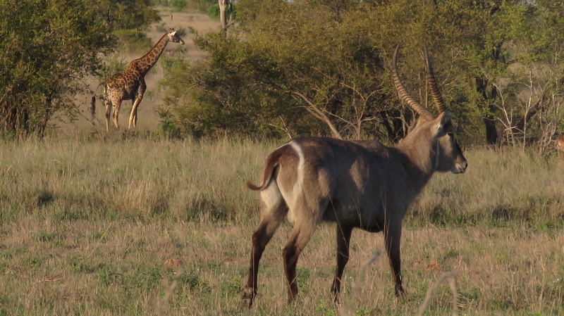 IMG_6418 Giraffe and Waterbuck combination 2019-12-02 5-36-40 PM