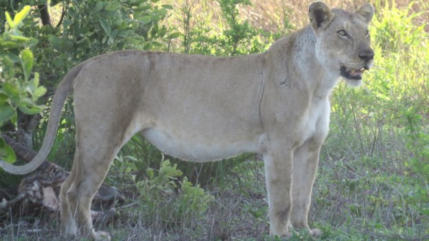 IMG_6509 Lioness 2019-12-03 6-38-43 AM