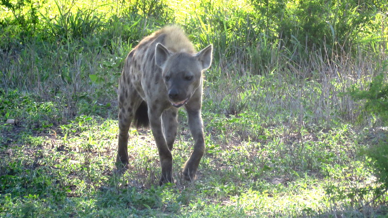 IMG_6515 Hyaena 2019-12-03 6-39-44 AM