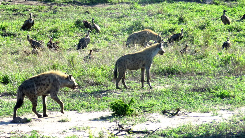 IMG_6519 Hyaena and vulture scene 2019-12-03 6-40-13 AM