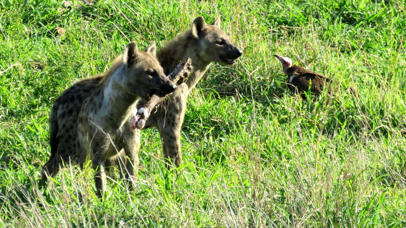 IMG_6526 Hyaenas with bone 2019-12-03 6-41-59 AM