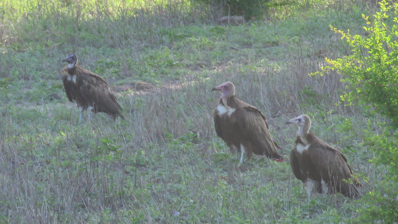 IMG_6543 Vultures 2019-12-03 6-47-36 AM