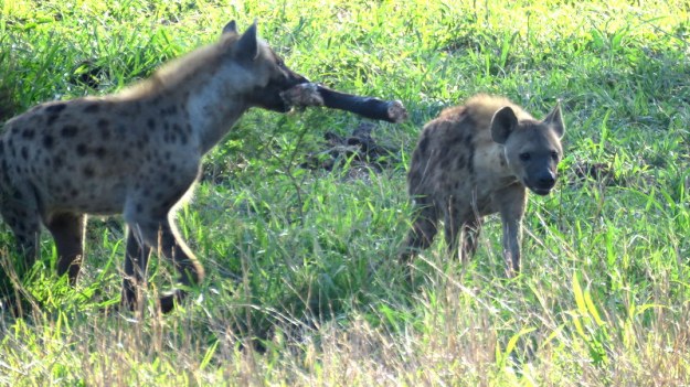 IMG_6545 Hyaena carrying bone 2019-12-03 6-48-34 AM