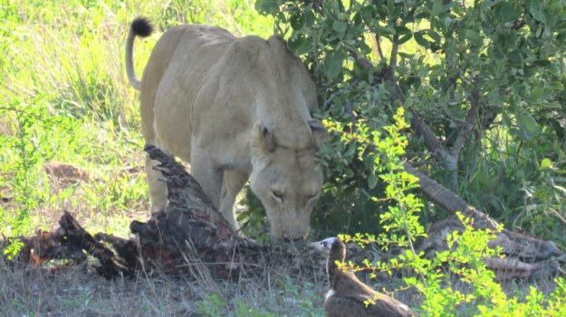 IMG_6552 Lioness and Vulture at kill 2019-12-03 7-00-38 AM