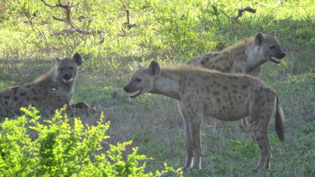 IMG_6558 Three Hyaenas 2019-12-03 7-02-02 AM