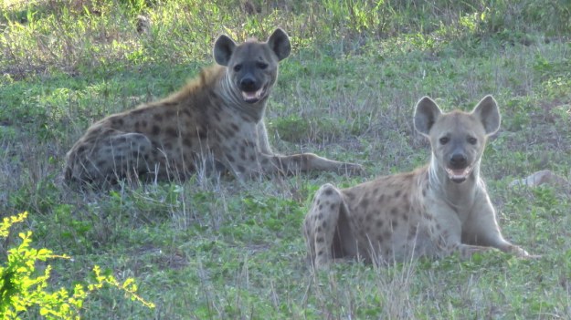 IMG_6565 Two Hyaenas 2019-12-03 7-03-51 AM