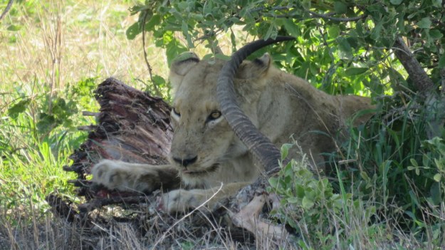 IMG_6568 Lioness on kill 2019-12-03 7-04-59 AM