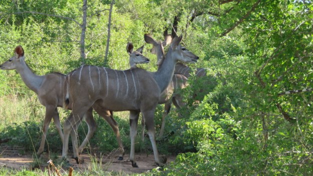 IMG_6595 Female Kudu 2019-12-03 4-04-06 PM