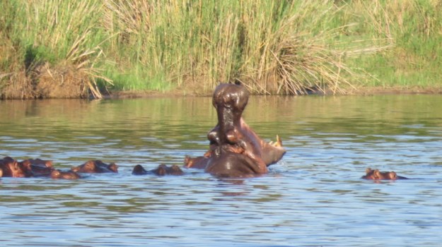 IMG_6612 Hippo at Lake Panic 2019-12-03 4-58-45 PM