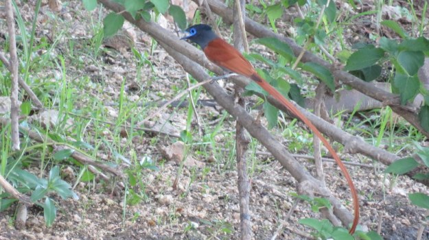 IMG_6638 Paradise Flycatcher Lake Panic 2019-12-03 5-08-48 PM