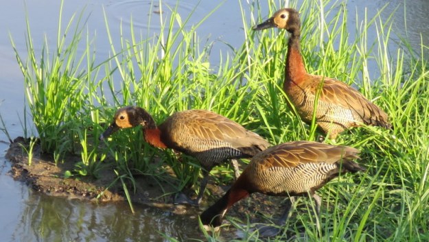 IMG_6639 White-faced Ducks 2019-12-03 5-10-22 PM