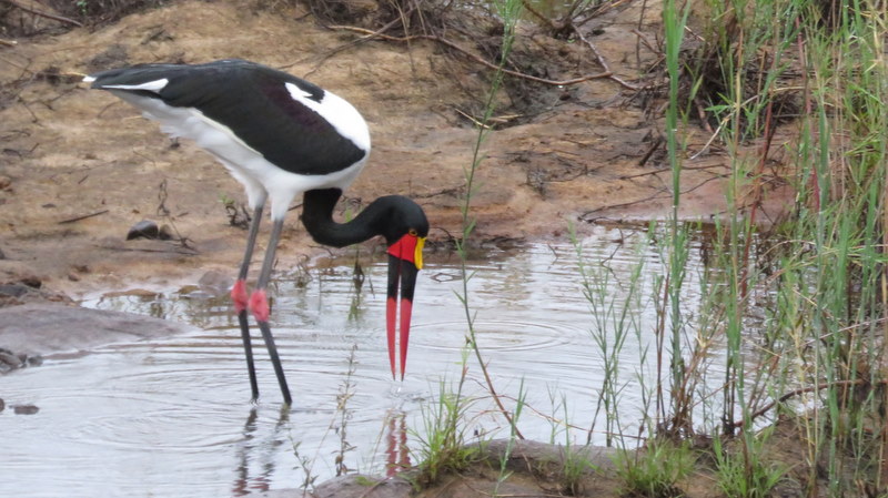 IMG_6677 Saddle-billed Stork female 2019-12-04 6-48-56 AM 2019-12-04 6-48-56 AM