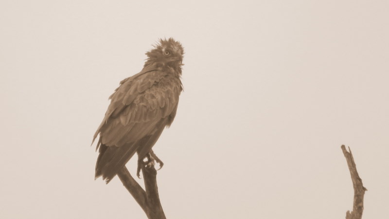 IMG_6678 Brown Snake-eagle 2019-12-04 7-00-47 AM