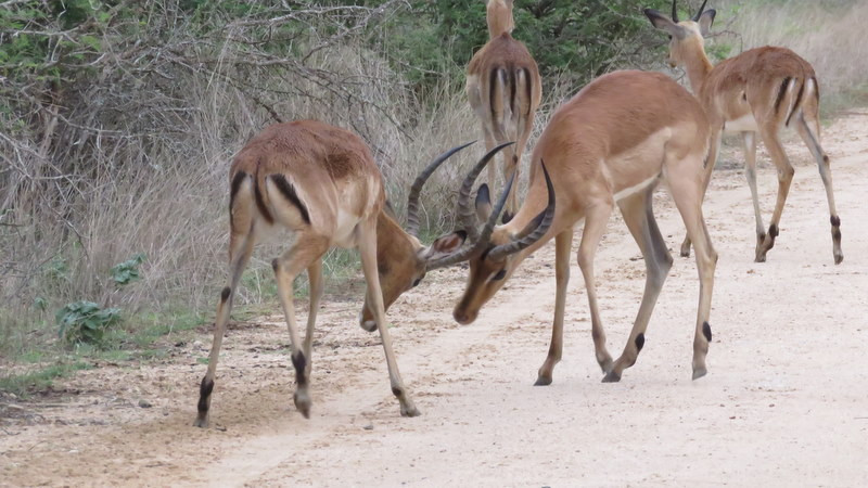 IMG_6681 Male Impala fighting 2019-12-04 7-20-58 AM