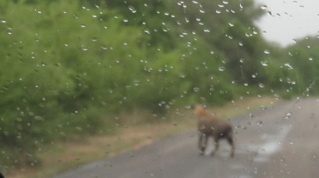 IMG_6687 Hyaena 2019-12-04 7-33-33 AM