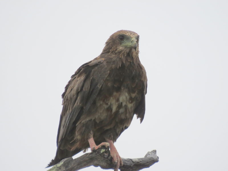 IMG_6691 Bateleur immature 2019-12-04 7-43-03 AM