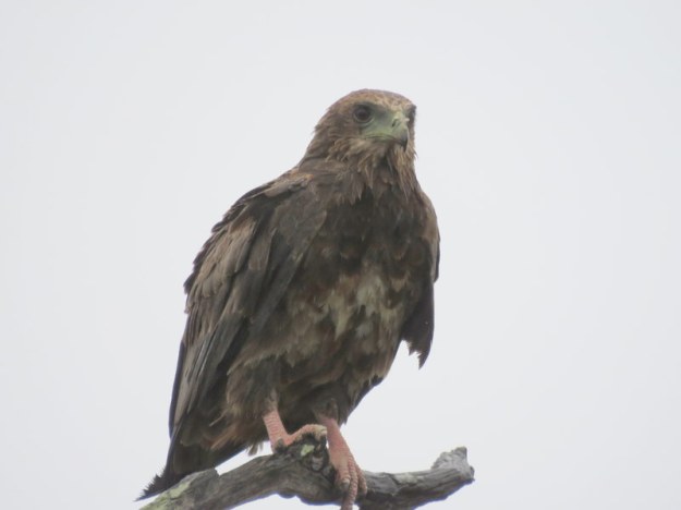 IMG_6691 Bateleur immature 2019-12-04 7-43-03 AM