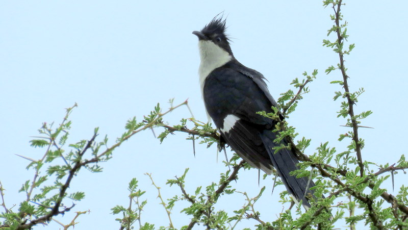 IMG_6700 Jacobin Cuckoo 2019-12-04 8-25-55 AM