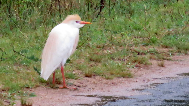 IMG_6793 Cattle Egret in breeding plumage 2019-12-05 5-28-18 AM