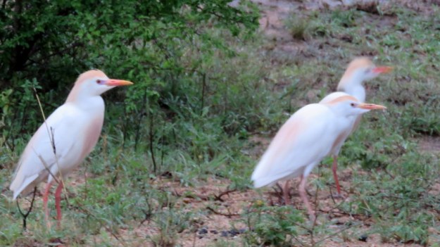 IMG_6797 Cattle Egrets in breeding plumage 2019-12-05 5-28-44 AM