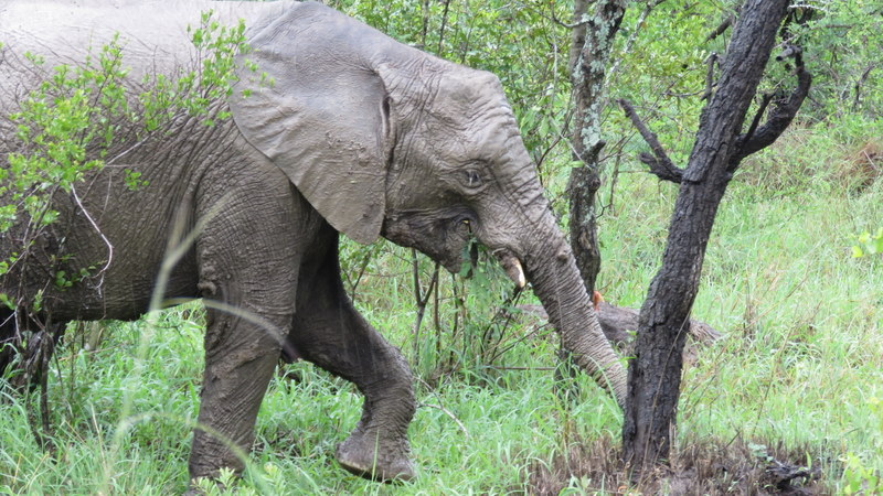 IMG_6802 Elephant 2019-12-05 9-38-48 AM